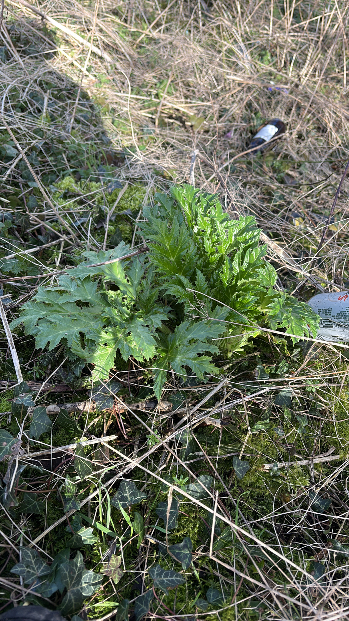 Imagem de Heracleum mantegazzianum