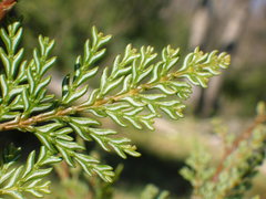 Austrocedrus chilensis