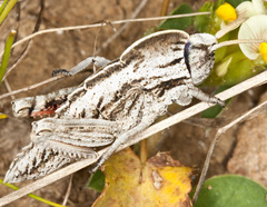 Pamphagus marmoratus