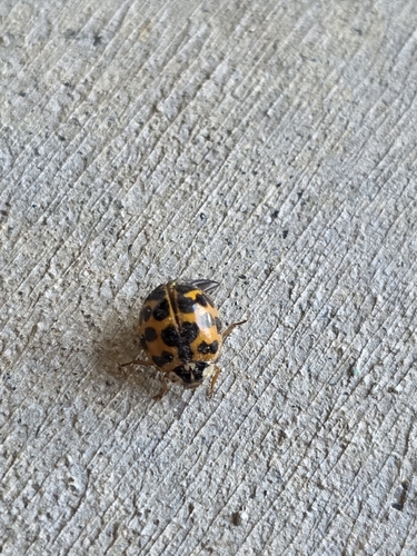 Asian Lady Beetle