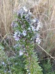 Salvia rosmarinus