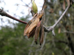 Eucryphia glutinosa