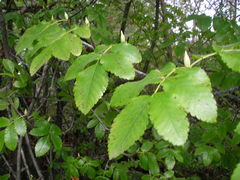 Eucryphia glutinosa