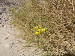 Adesmia atacamensis