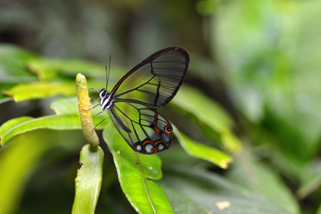 Pseudohaetera