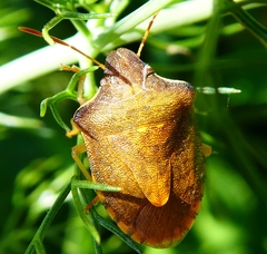 Peribalus strictus strictus