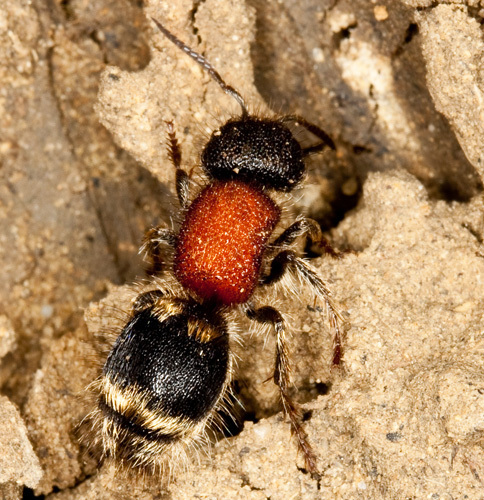 Tropidotilla litoralis (Hormigas Aterciopeladas de la Peninsula Ibérica ...