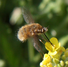 Bombylius minor
