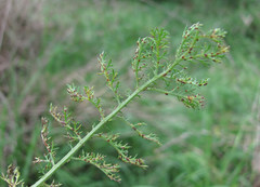 Puccinia cnici-oleracei
