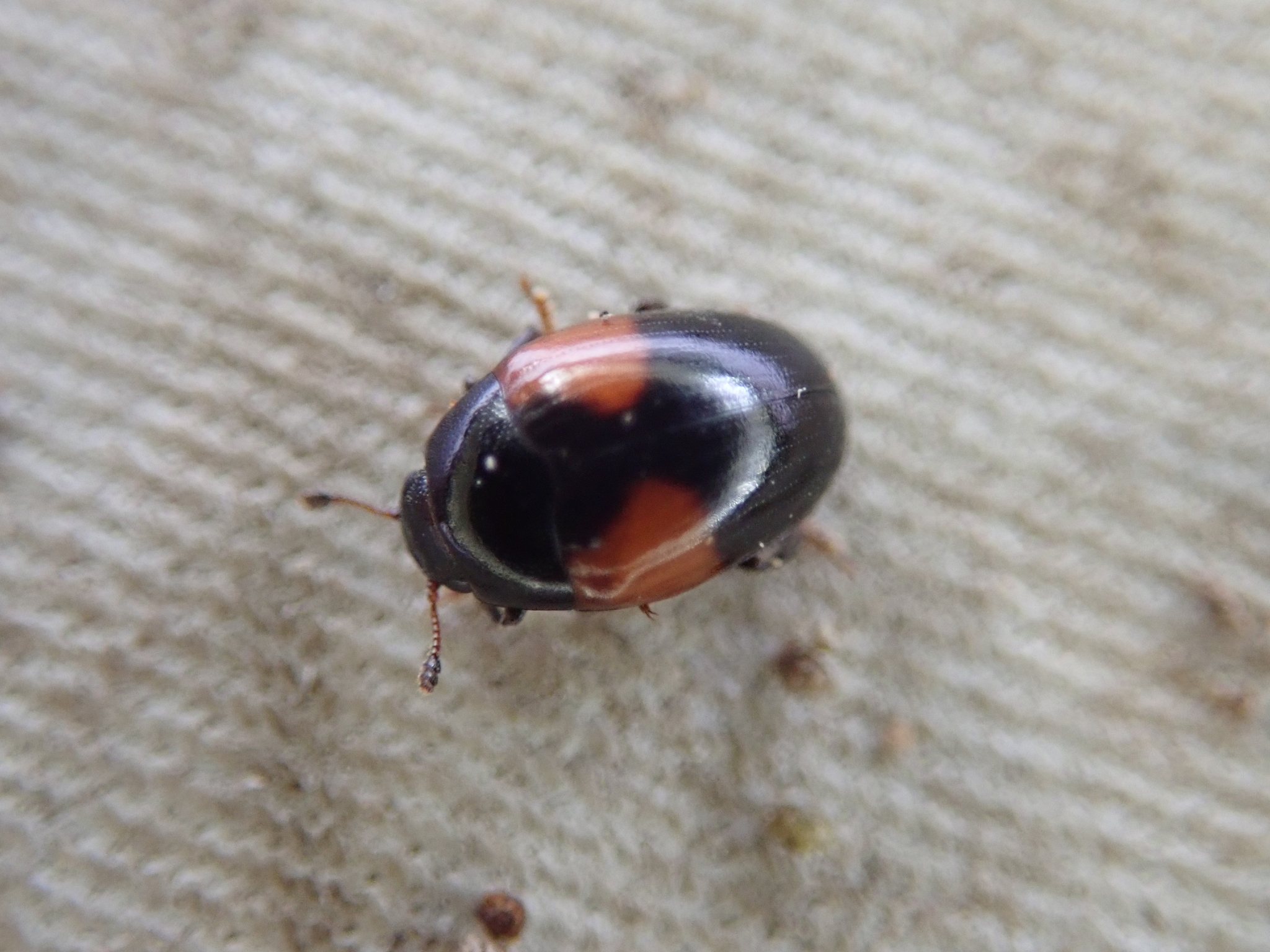 Tritoma bipustulata