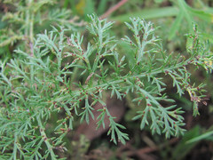 Puccinia cnici-oleracei