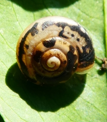 Monacha cartusiana