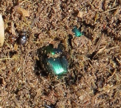 Proagoderus aureiceps