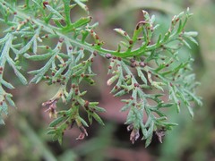 Puccinia cnici-oleracei