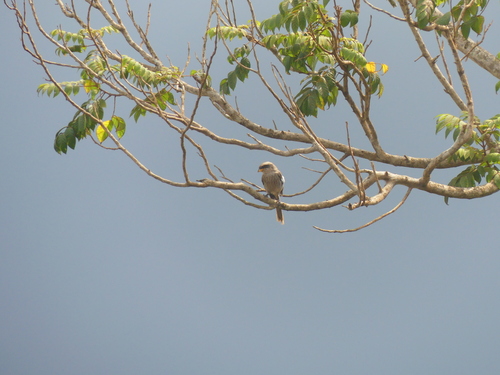 Yellow-billed Shrike (Corvinella corvina), photo 4