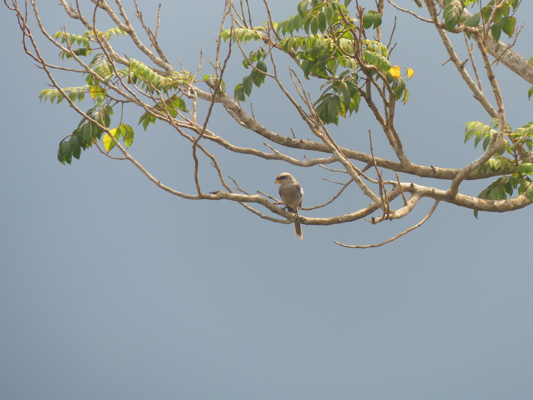 Yellow-billed Shrike (Corvinella corvina), photo 5