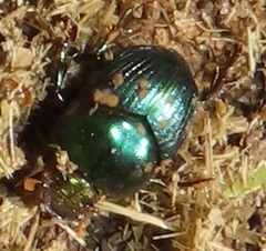 Proagoderus aureiceps