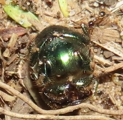 Proagoderus aureiceps