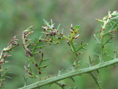 Puccinia cnici-oleracei