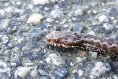 Vipera seoanei