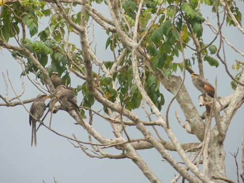 Yellow-billed Shrike (Corvinella corvina), photo 3