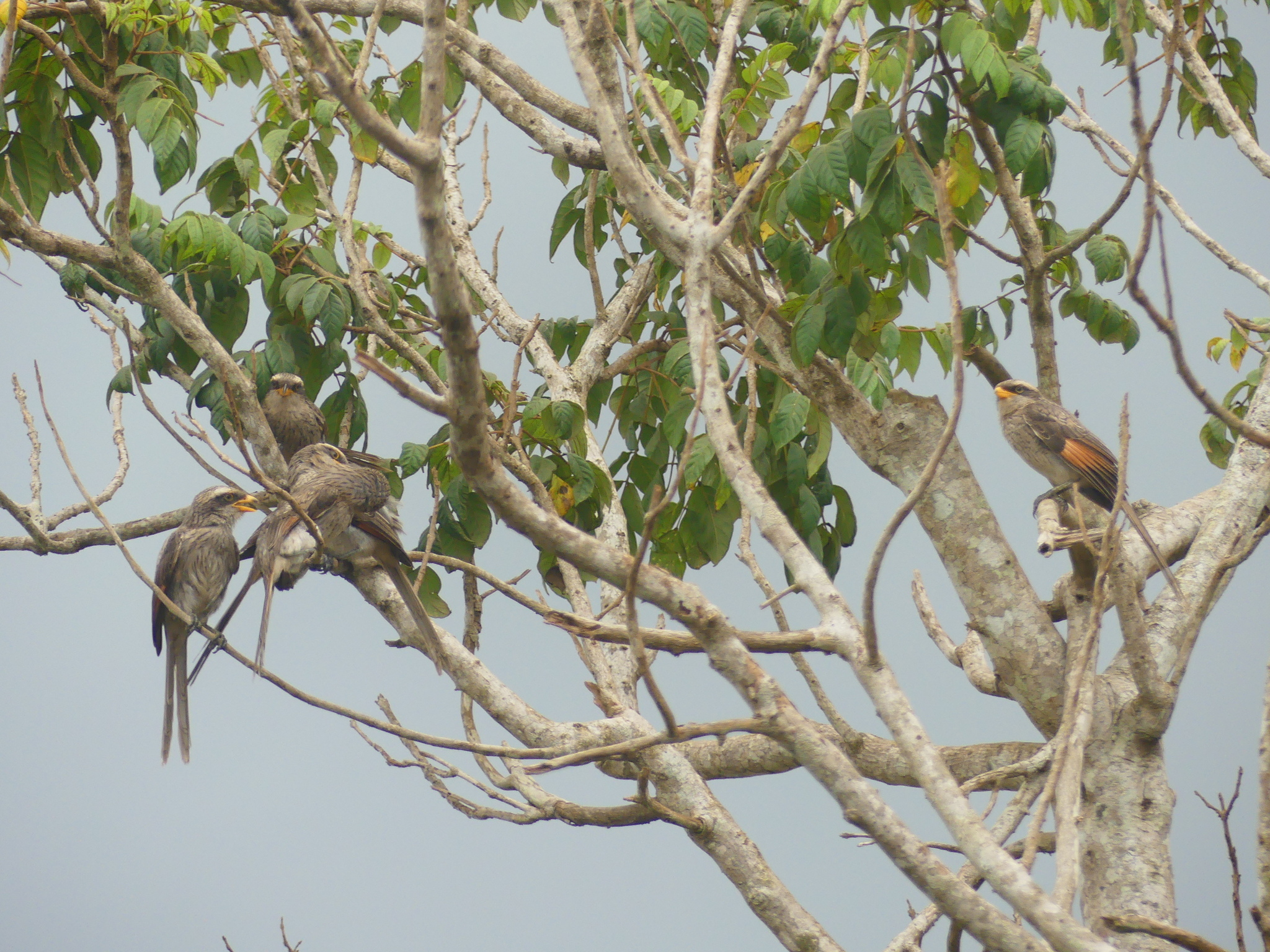 Yellow-billed Shrike (Corvinella corvina), photo 4