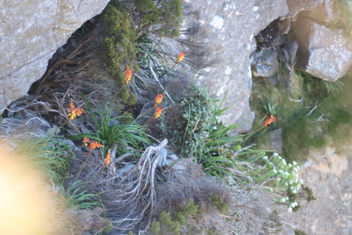 Mountain Poker (Kniphofia tabularis)