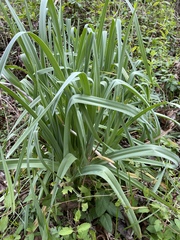 Allium ampeloprasum