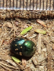 Proagoderus aureiceps
