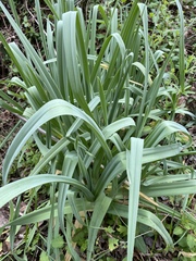 Allium ampeloprasum