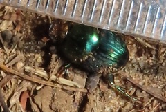 Proagoderus aureiceps