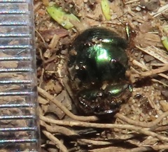 Proagoderus aureiceps