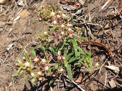 Aspidoglossum heterophyllum