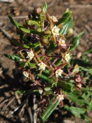 Aspidoglossum heterophyllum