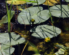 Nuphar pumila