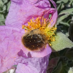 Tropinota squalida