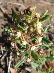 Aspidoglossum heterophyllum