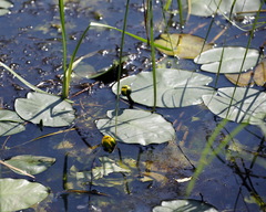 Nuphar pumila
