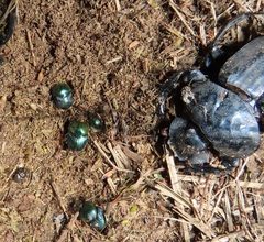 Proagoderus aureiceps