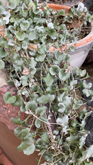 Dichondra argentea