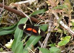 Heliconius clysonymus