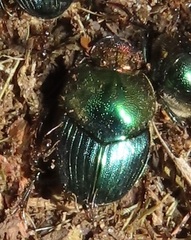 Proagoderus aureiceps
