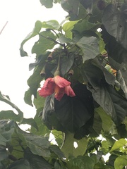 Thespesia grandiflora