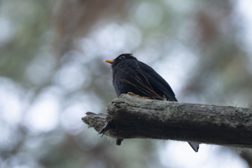 Black Thrush (Turdus infuscatus), photo 6