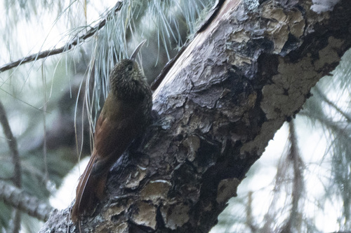 Spot-crowned Woodcreeper (Lepidocolaptes affinis), photo 9