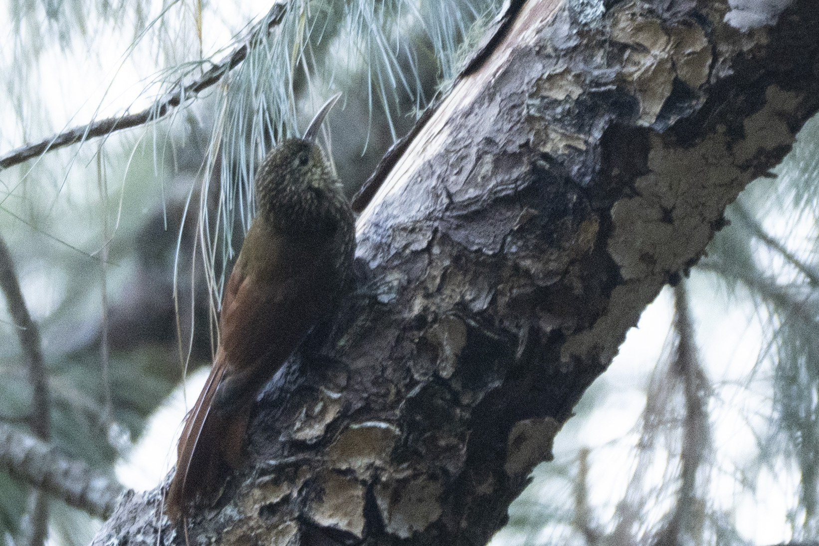 Spot-crowned Woodcreeper (Lepidocolaptes affinis), photo 8