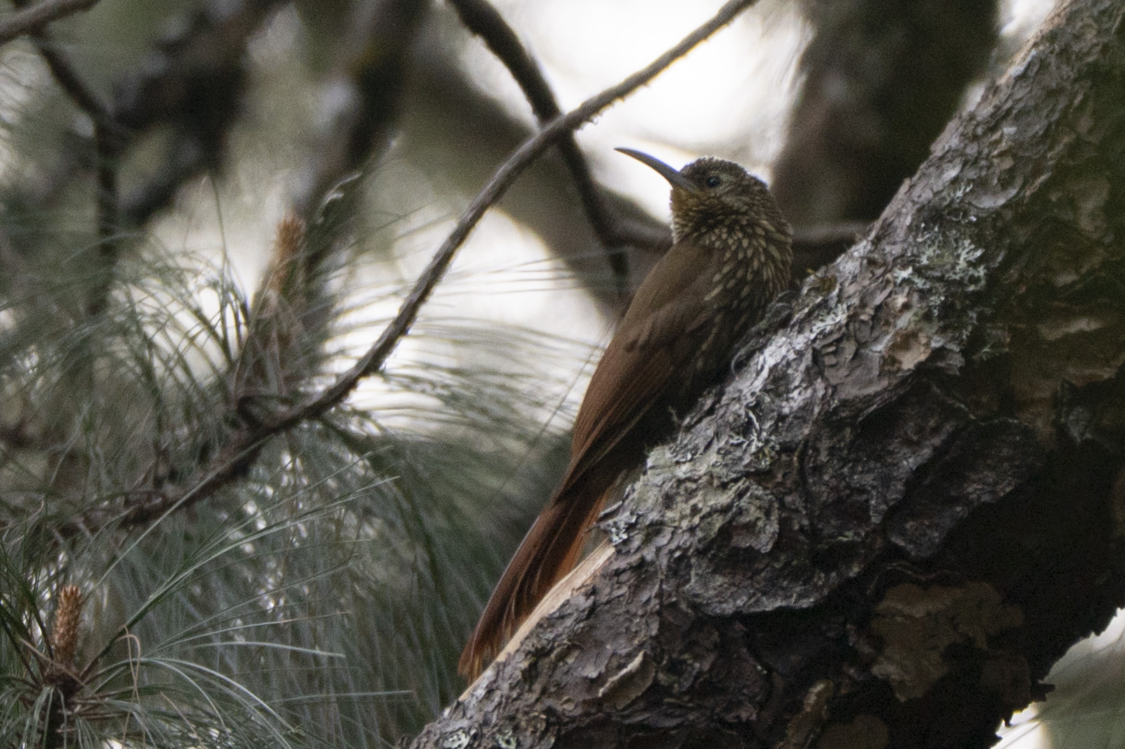 Spot-crowned Woodcreeper (Lepidocolaptes affinis), photo 7