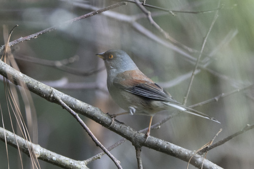 Yellow-eyed Junco (Junco phaeonotus), photo 8