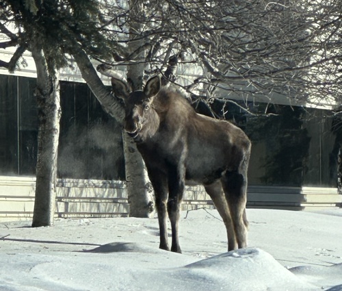 Moose observed by onekoolkid0