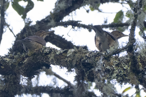 White-throated Thrush (Turdus assimilis), photo 7